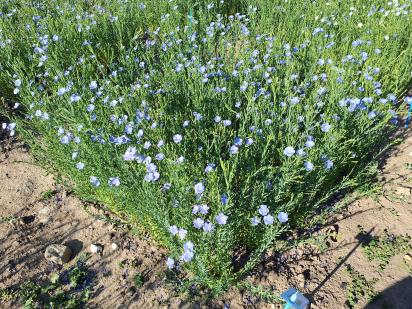 Click for 1 image(s) for this accession.